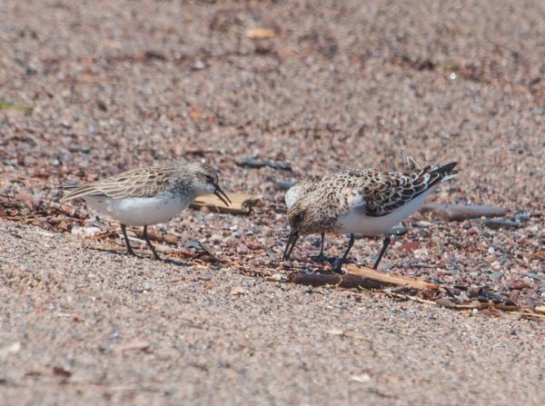 Semipalmated Sandpiper and Sanderling